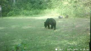 Barnes Lake Bears 2