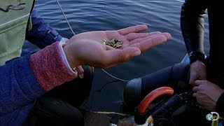 The Most Gold | Bering Sea Gold