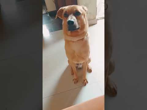 🥺love💓 🐾 dog is better than humans 👥