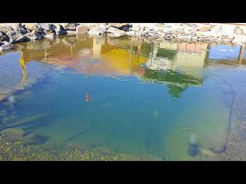 NATURAL POND - STRUCTURED WATER - LOW MAINTENANCE