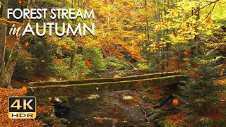 4K HDR Autumn Stream - Leaves Fall in Colorful Autumn Forest - Relaxation &amp; Sleep Sounds - 10 Hours