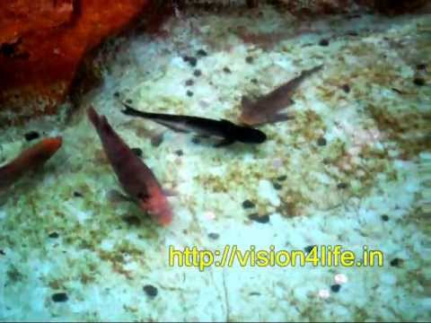 Alphonsa Church Pond