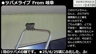 ツバメライブ