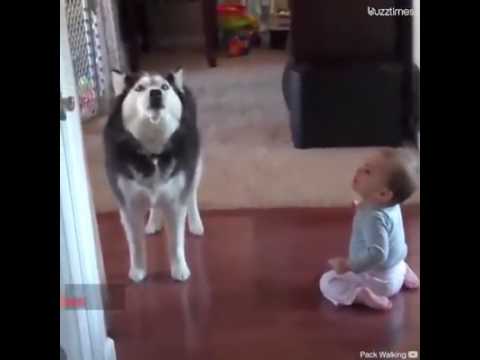 Cachorro de cada signo