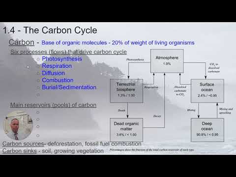 Apes Carbon Cycle Climate Change