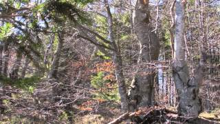 "I FEEL THE AIR OF ANOTHER PLANET”