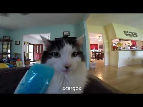 YouTube video about: Can cats have pistachio ice cream?
