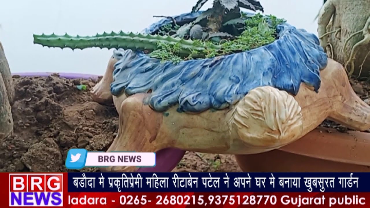 Vadodara में प्रकृति प्रेमी महिला Ritaben Patel ने अपने घर में बनाया खूबसूरत Garden BRG NEWS