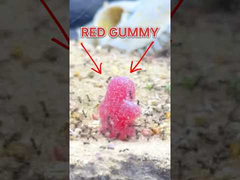 ANTS VS RED GUMMY!!