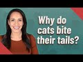 Why Do Cats Bite Their Tails