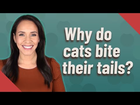 Why do cats bite their tails?