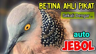 Download lagu TEKUKUR  BETINA MEMANGGIL JANTAN - AHLI PIKAT INI TERBUKTI SEKALI PUTAR LANGSUNG JEBOL mp3