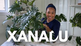 MASSIVE MAKEOVER |Thaumatophyllum/ Philodendron Xanadu