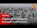 Invasie in Biesbosch door ijskoud winterweer | Omroep Brabant