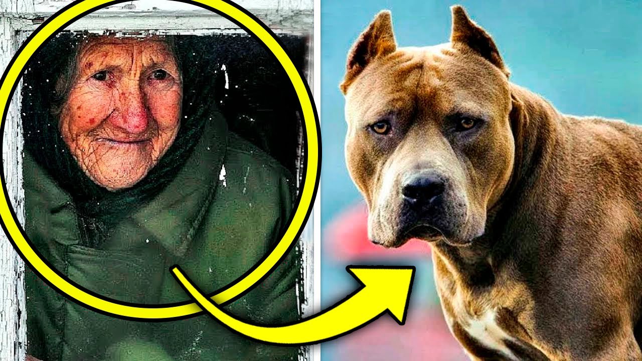 A Senhora Adotou Um Pitbull. Um Ano Depois, Os Vizinhos Ouviram Um Grito