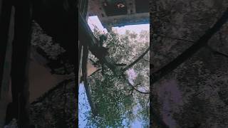 Download lagu #song #love #bollywood #music #hindisong #lovesong mp3 Download lagu #song #love #bollywood #music #hindisong #lovesong mp3