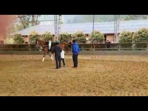 Emma 1er concurso vaulting guaymaral