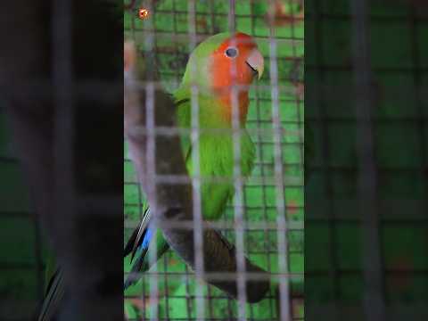 Lovebird Sounds | Lovebird singing