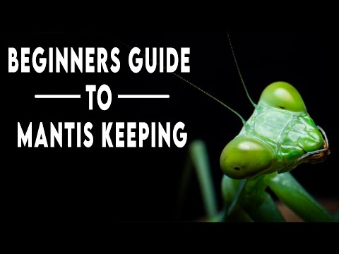 Praying Mantis Keeping 101 - A Beginners Guide