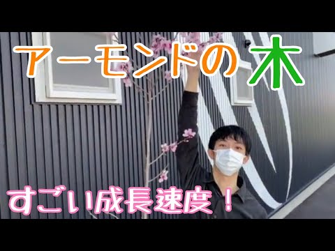 アーモンドの木 植物