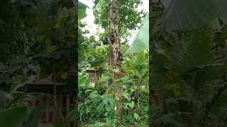 Download lagu #shorts Janda Bolong Ekor Naga mp3 Download lagu #shorts Janda Bolong Ekor Naga mp3