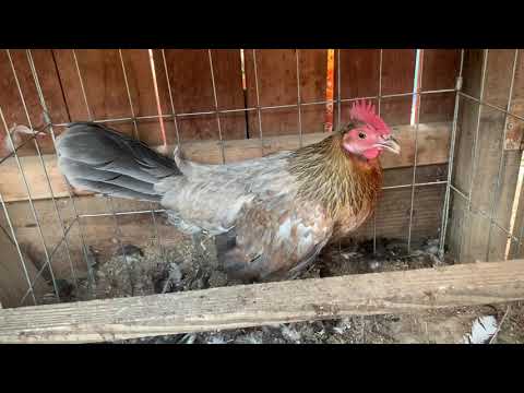 Savala Blue Henny Brood Hen