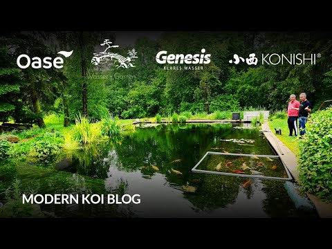 Modern Koi Blog #5995 - Robert's massive 200,000 liter natural koi pond