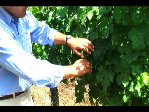 Vineyards: detecting powdery mildew