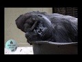 BABY GORILLA DAMSI TAKES THE DOULI TAXI