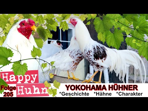 , title : 'E205 Yokohama-Hühner im Rasseportrait bei HAPPY HUHN - Haltung, Zucht und Herkunft der Yokohamas'
