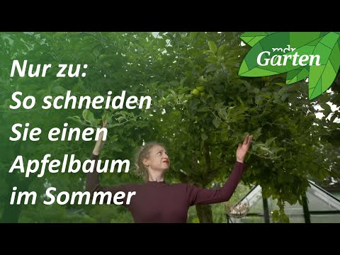 Sommerschnitt: Sanfte Wachstumsbremse für Ihren Apfelbaum | MDR Garten