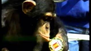 Børudgjengen - 3: Vil du vite