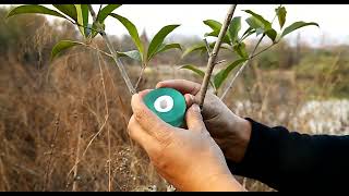 Grafting Tape Nursery Stretchable Gardening Tape Garden Bind Tape