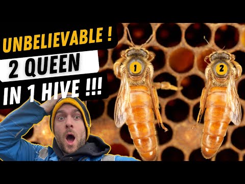 2 Queen Bee In 1 Hive !! How Is This Possible!?