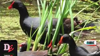 Download lagu SUARA TIUNG BAWA ANAK mp3