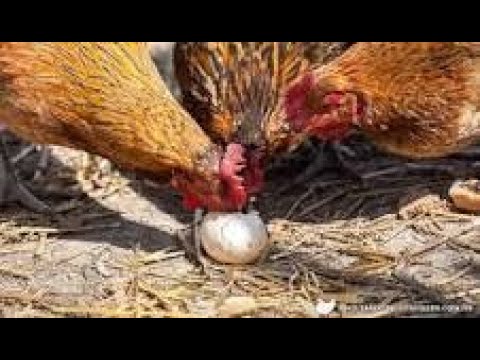 , title : 'Tips to stop chickens eating egg / Egg eating habits in poultry & ways out  #chicken #how #best #egg'