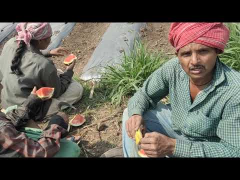 Dump Agro- Suprit watermelon customer review