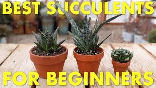 Best Succulents to Grow Inside for Beginners! 🌵👍// Garden Answer