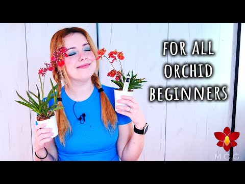 Advice I would give my Orchid beginner self - Orchid Care for Beginners