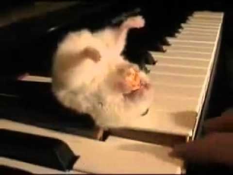 Hamster on a Piano (Eating Popcorn)