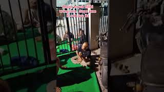 Download lagu WOW! Karena perjuangan bergerak ATAS NAMA RAKYAT PATI #lawanpejabatkorup #shorts #trending mp3 Download lagu WOW! Karena perjuangan bergerak ATAS NAMA RAKYAT PATI #lawanpejabatkorup #shorts #trending mp3