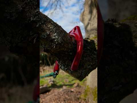 Retrieving the DMM Captain Hook. #dmm #arborist #treeclimbing #climber