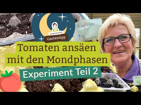 , title : 'Tomatenansaat Experiment Teil 2: Machen die Mondphasen einen Unterschied? Die Vergleichsansaat'