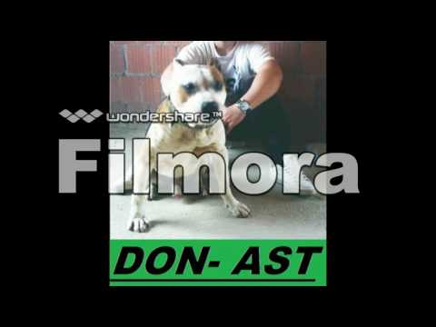 NOVI PAZAR PITOVI (Slike)