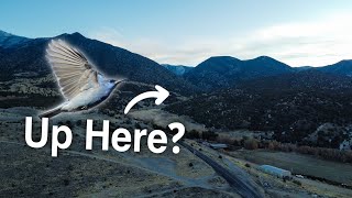 Can We Find a Pinyon Jay Up This Canyon?