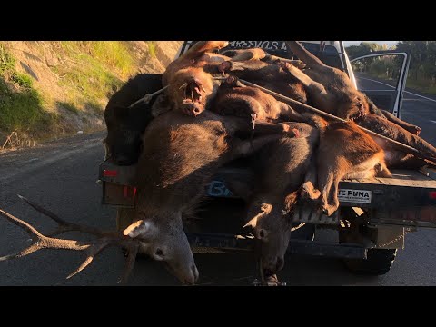 Hori Shaw - Party In Your Town (Audio)