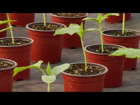 Reč struke ep. 152 08.02.2018. NAJAVA