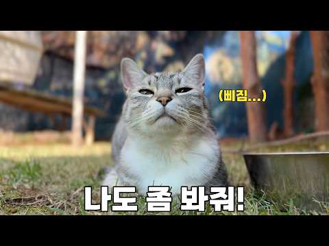 그냥 지나쳤다가 고양이한테 제대로 혼났습니다...