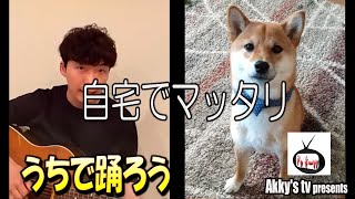 【#うちで踊ろう】星野源さん × 柴犬のすずちゃん