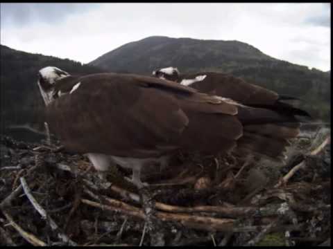 Nelson Osprey defend nest 5-8-2014